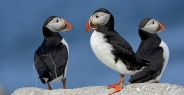 puffin_atlantic_msi_h_1639_can1260.jpg